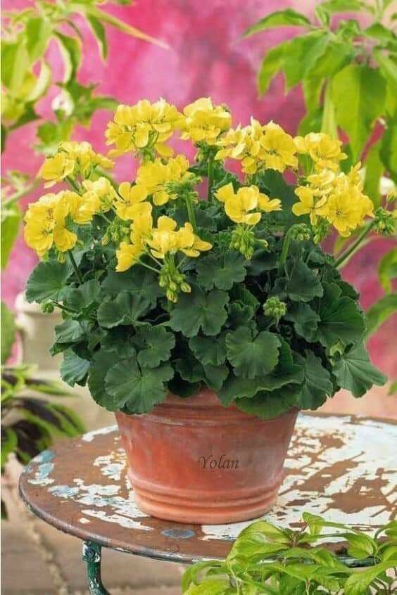 Gelb (gelb univalve) samen for anpflanzung in home garten