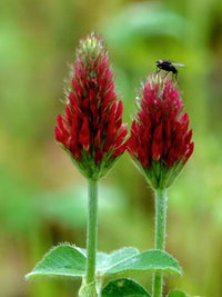 biologisch Rot Trifolium Incarnatum Blumensamen zur Aussaat leuchtend Traditionssorte & ohne Gentechnik Samen Hausgarten