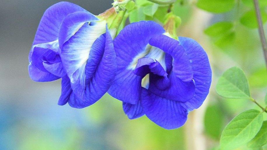 Pea Blumensamen zur Aussaat Schnitt Blume beliebt Traditionssorte & ohne Gentechnik Samen Hausgarten