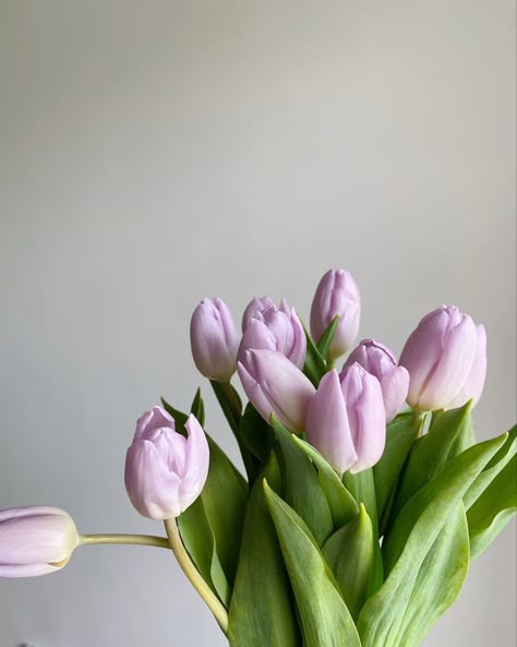 hell Lila Tulpe Blumensamen leuchtend Frühling Gärten
