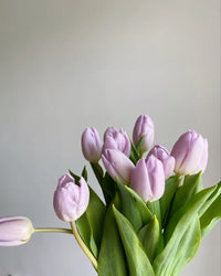 hell Lila Tulpe Blumensamen leuchtend Frühling Gärten