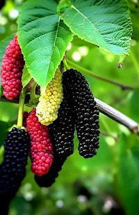 Mulberry Fruchtsamensamen zur Aussaat farbenfroh Schau Traditionssorte & ohne Gentechnik Samen Hausgarten