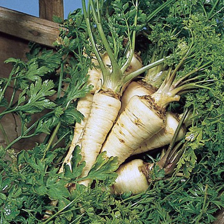 Salsify Gemüse Planting Samen for Your Garden