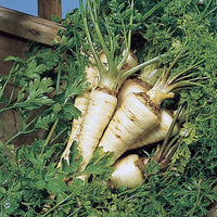 Hamburg Parsley Gemüsesamen für einfache Aussaat