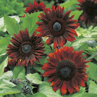 dunkel Rot Sonnenblume Samen zur Aussaat – Traditionssorte ohne Gentechnik – Keimung biologisch Garten Samen
