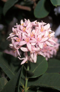 Dais Cotinifolia Blumensamen zur Aussaat leuchtend Traditionssorte & ohne Gentechnik Samen Hausgarten