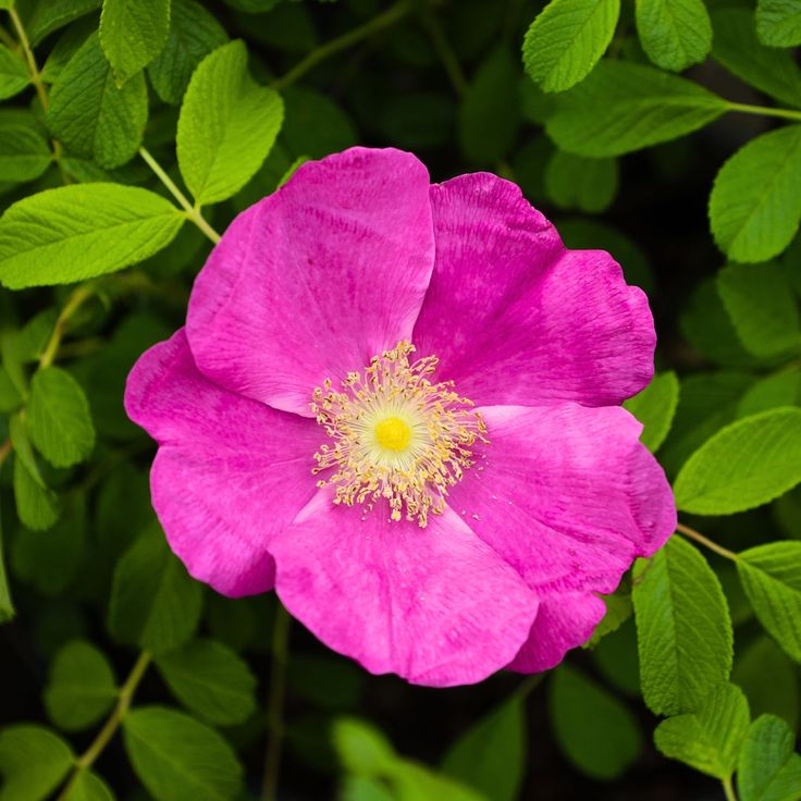 Rosa Rugosa Blumensamen zur Aussaat leuchtend Blüten Traditionssorte & ohne Gentechnik Samen Hausgarten