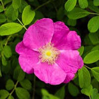Rosa Rugosa Blumensamen zur Aussaat leuchtend Blüten Traditionssorte & ohne Gentechnik Samen Hausgarten