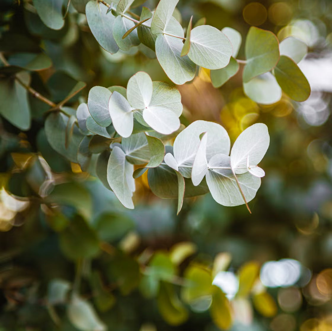Silver Box Eucalyptus (Pruinosa) Silvery Blau-Grün Foliage Apple Box Smoke Baum Weiß-Gelb Blumensamen