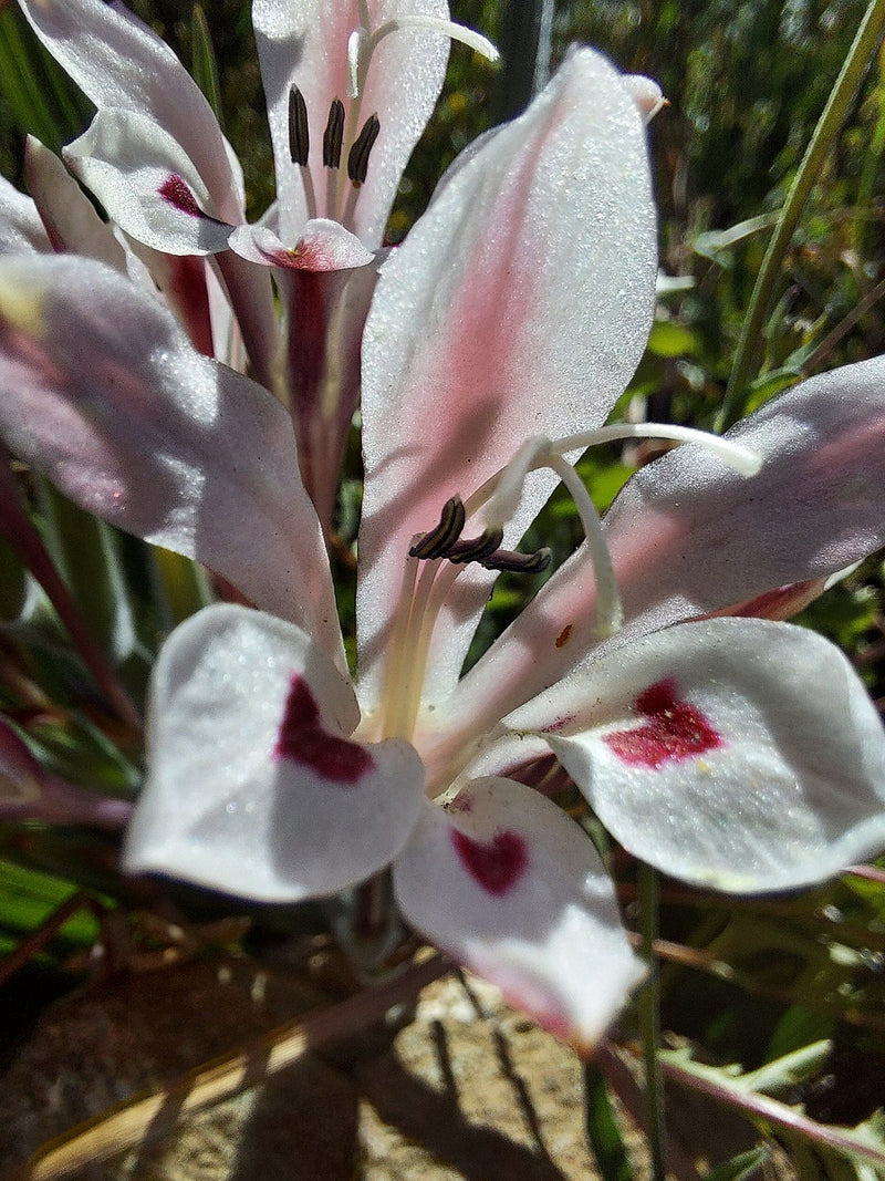 Babiana tubulosa blume samen for anpflanzung