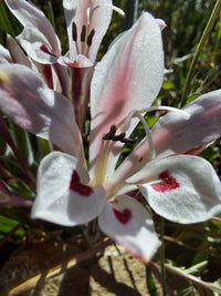 Babiana tubulosa blume samen for anpflanzung