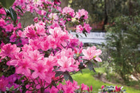 Baby rosa azalea blume samen for anpflanzung