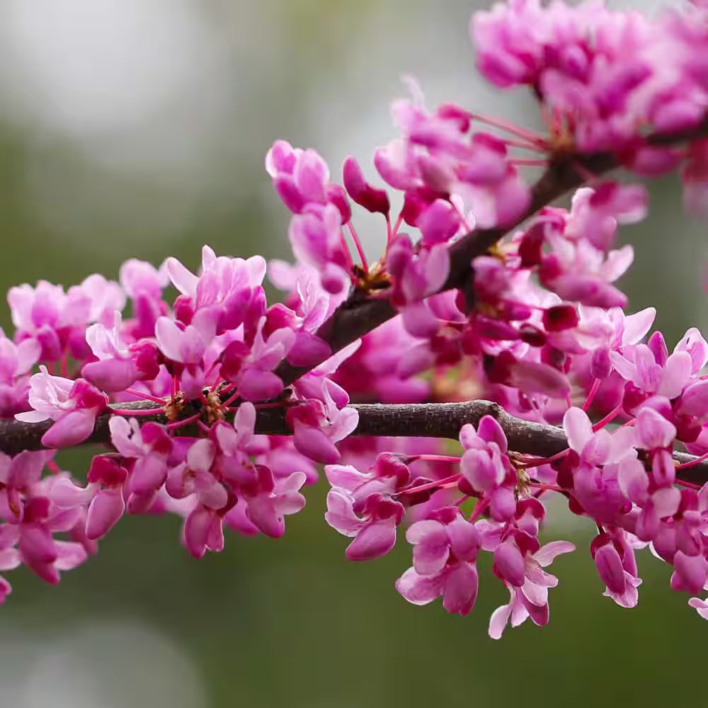 Baby rosa redbud tree samen for anpflanzung