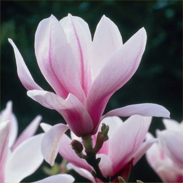 Baby rosa yulan blume samen