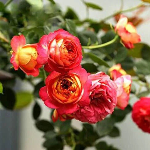 Orange Rosa Rose Blumensamen zur Aussaat Bestäuber freundlich Traditionssorte & ohne Gentechnik Samen Hausgarten