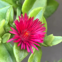 Aptenia Cordifolia Blumensamen zur Aussaat – Wildblume Mischung – Traditionssorte & ohne Gentechnik Samen Hausgarten