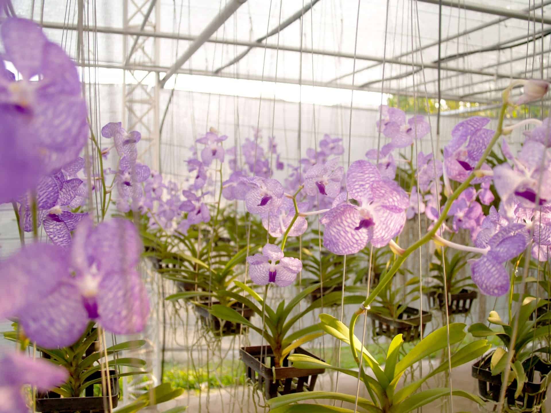 Keiki Orchids Blumensamen zur Aussaat duftend Blüten Traditionssorte & ohne Gentechnik Samen Hausgarten