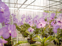 Keiki Orchids Blumensamen zur Aussaat duftend Blüten Traditionssorte & ohne Gentechnik Samen Hausgarten