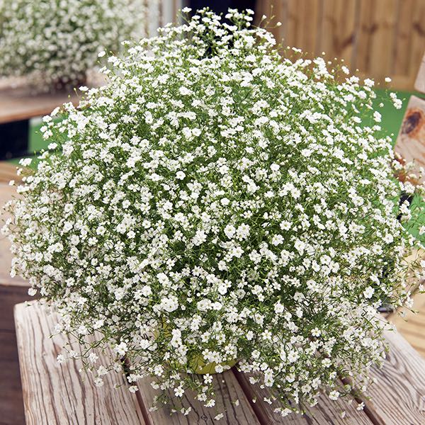 Fresh baby’s breath floral arrangement