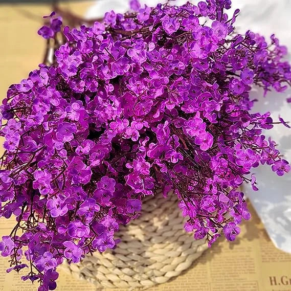 Baby’s breath dark lila blumen in bloom