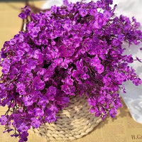 Baby’s breath dark lila blumen in bloom