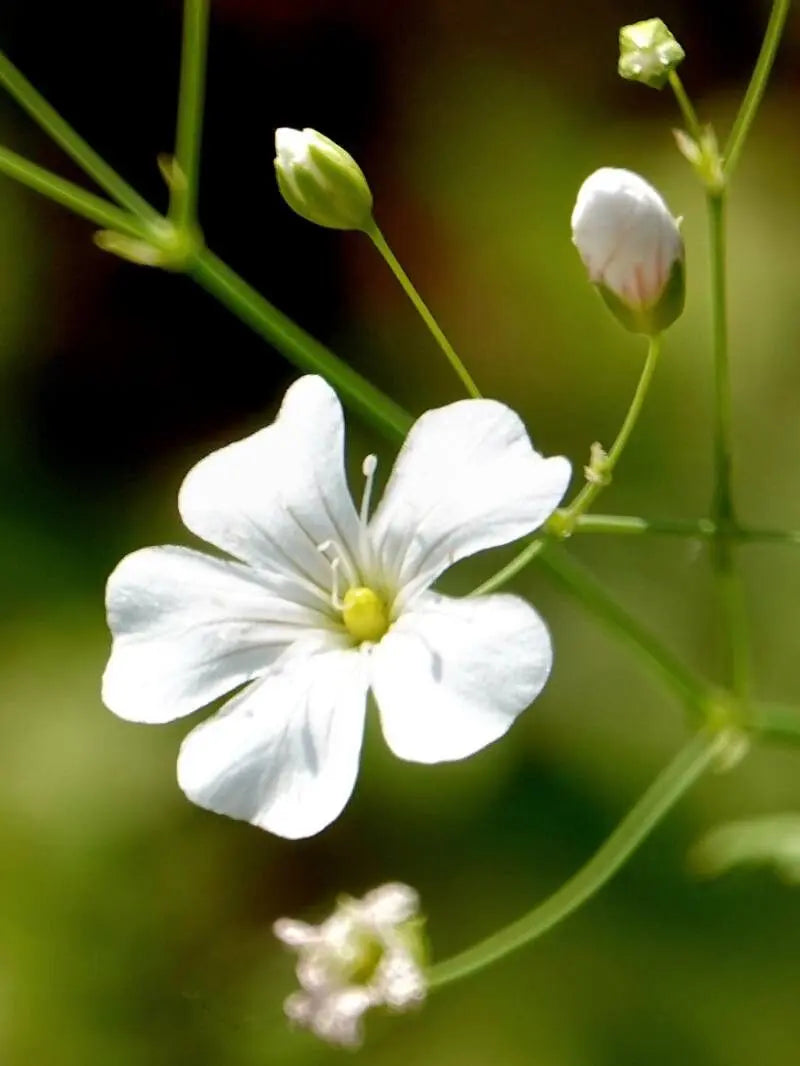Baby’s breath blume samen for anpflanzung