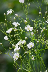 Baby’s breath wachsend in garten bed