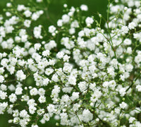 klein's-Breath Blumensamen zur Aussaat – leuchtend Blüten – Traditionssorte & ohne Gentechnik Samen Hausgarten