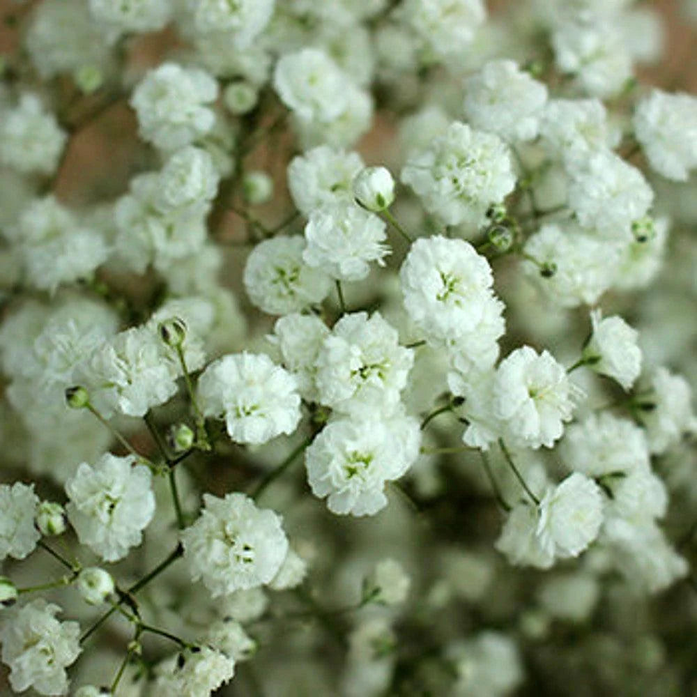 hell Gelb Gypsophila Blumensamen zur Aussaat – leuchtend – Traditionssorte & ohne Gentechnik Samen Hausgarten
