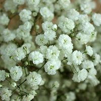 hell Gelb Gypsophila Blumensamen zur Aussaat – leuchtend – Traditionssorte & ohne Gentechnik Samen Hausgarten