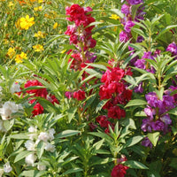 Balsam blumen decorating backyard garten