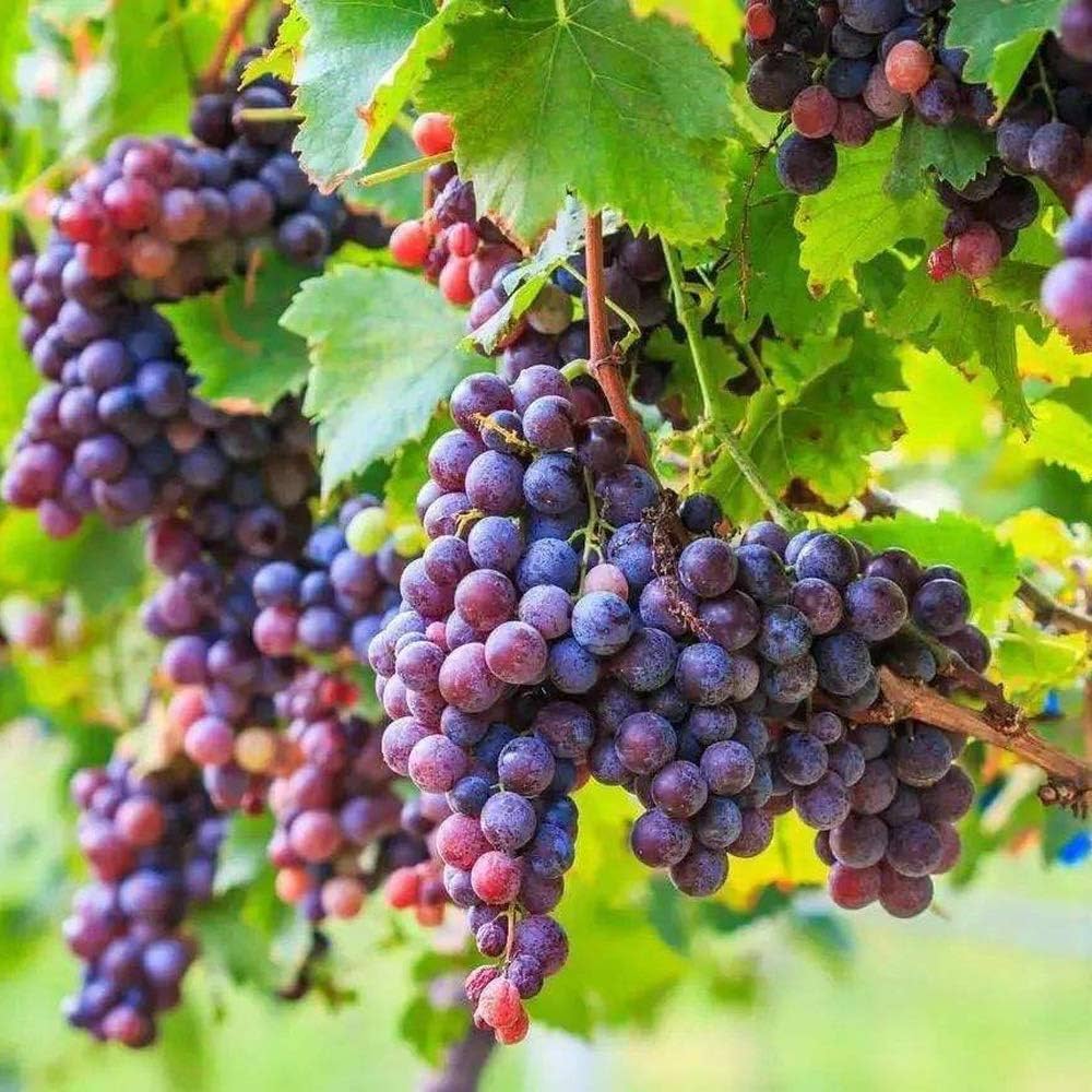 Grape vine on backyard trellis