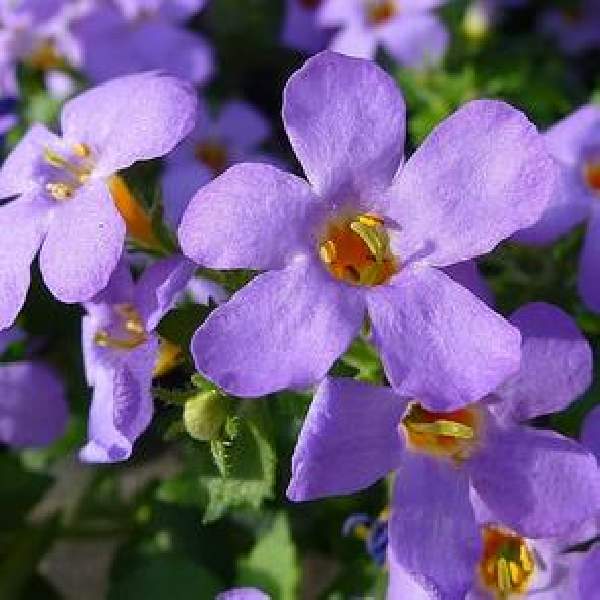 Semi di fiori di Bacopa Blutopia per la semina
