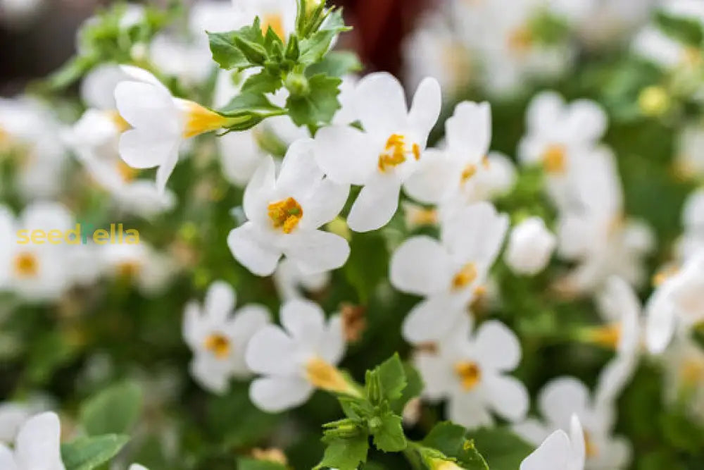 Bacopa colgantes blumen grown from premium samen