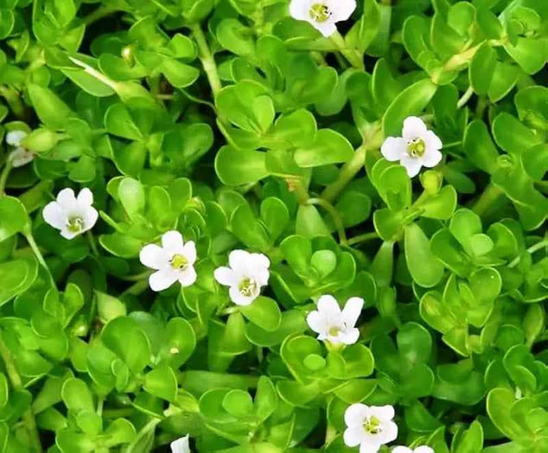 Bacopa colgantes samen for anpflanzung trailing hanging pflanzen
