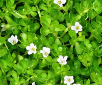 Bacopa colgantes samen for anpflanzung trailing hanging pflanzen