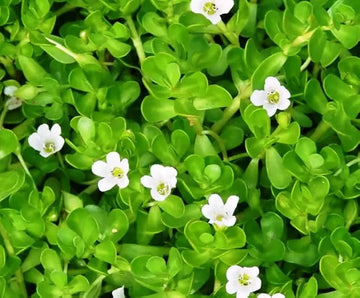 Bacopa colgantes samen for anpflanzung trailing hanging pflanzen