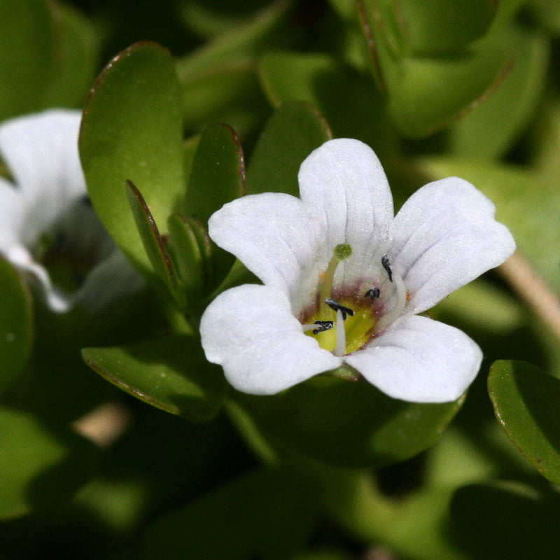 Non gmo bacopa samen planted in containers and töpfen