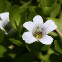 Non gmo bacopa samen planted in containers and töpfen