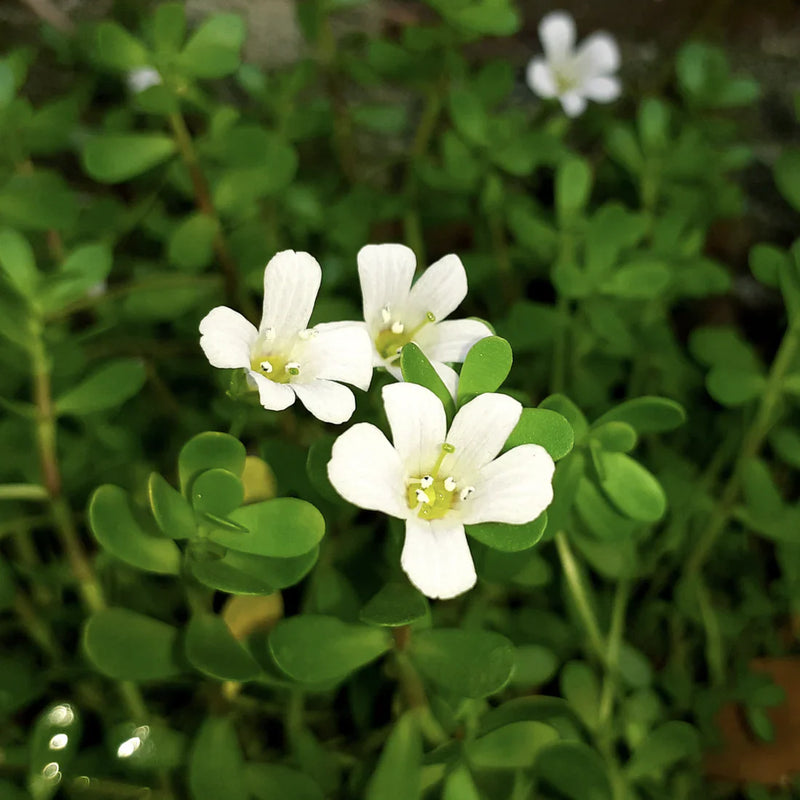 Bacopa blume samen