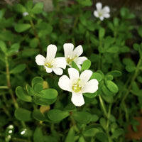 Bacopa blume samen