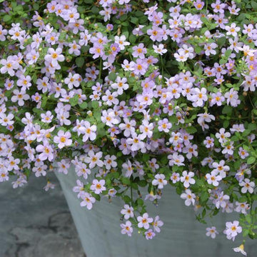 Weiß lila bacopa utopia blume samen for anpflanzung