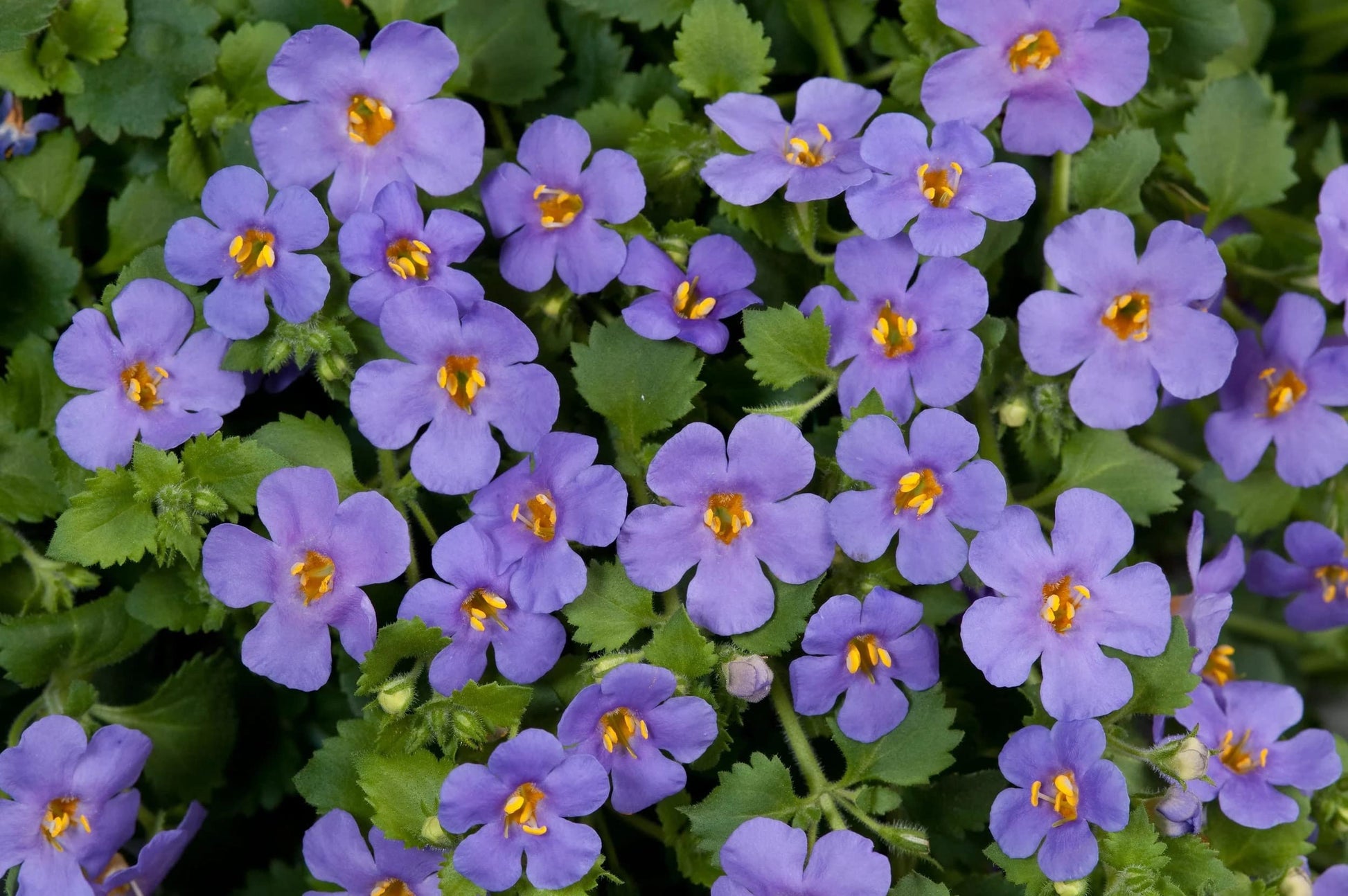 Trailing bacopa utopia pflanzen in garten