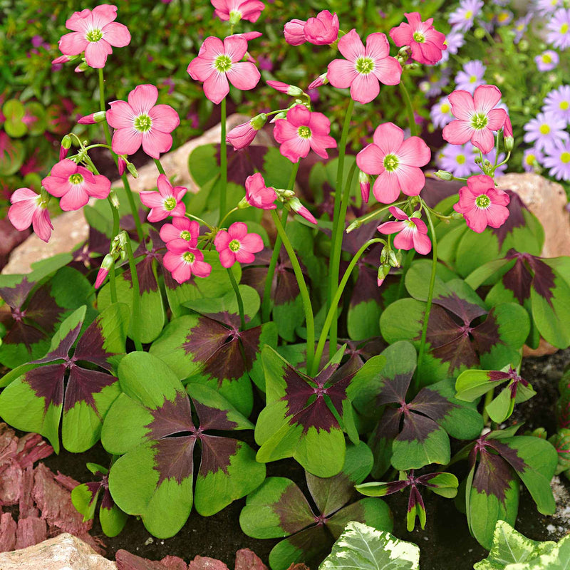 Sauerklee Iron Cross Blumensamen zur Aussaat Landhaus Garten wichtig Traditionssorte & ohne Gentechnik Samen Hausgarten