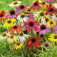 Gemischt Sonnenhut Blumensamen zur Aussaat – kompakt Wuchs – Traditionssorte & ohne Gentechnik Samen Hausgarten