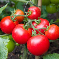 Balkon red f1 tomato pflanzen wachsend in containers
