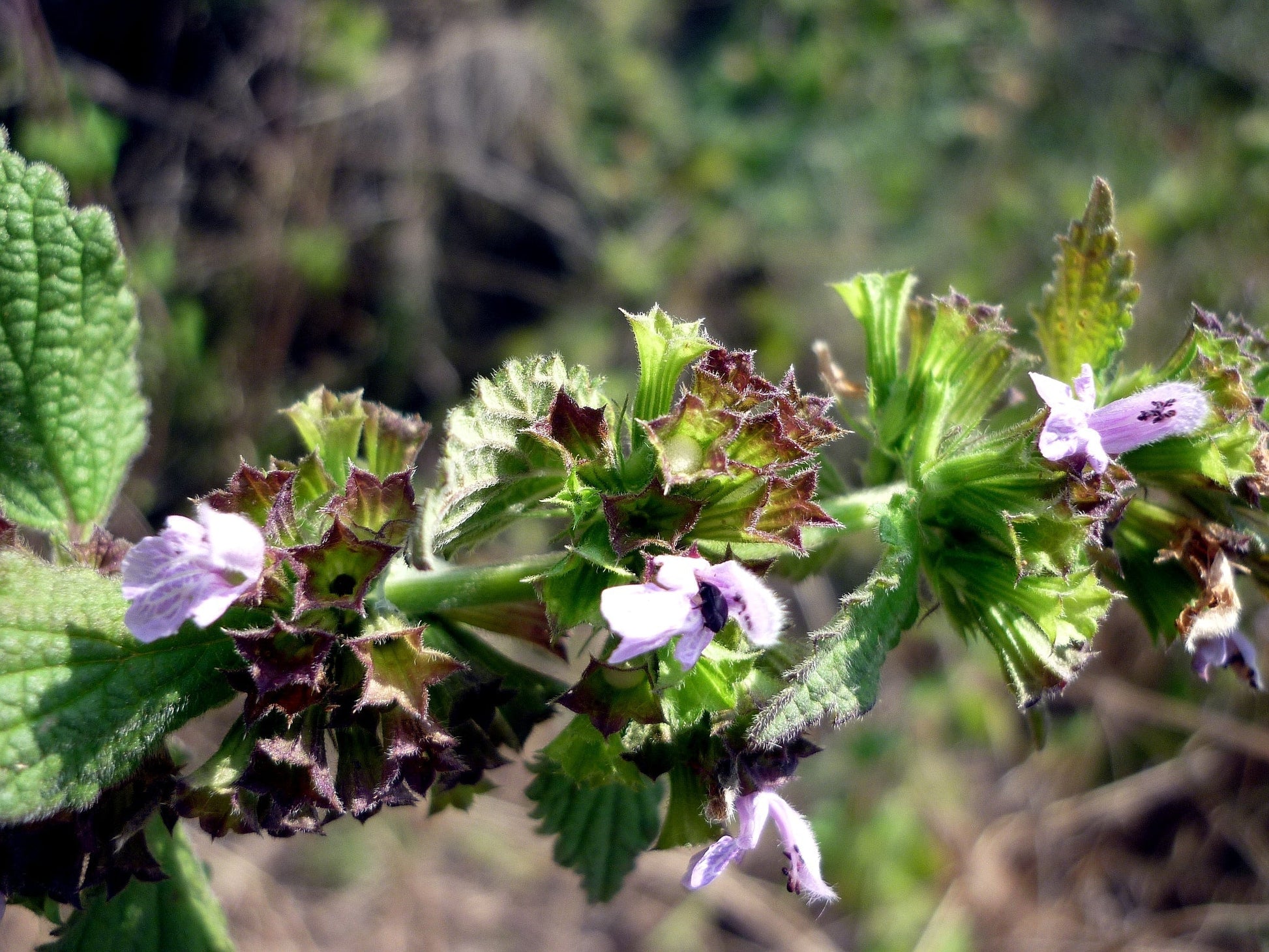 Ballota nigra wachsend in garten border