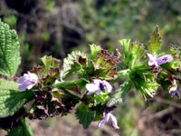 Ballota nigra wachsend in garten border