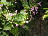 Ballota nigra pflanze with fuzzy grün leaves