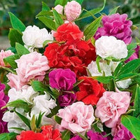 Balsam blume samen for anpflanzung rot and weiß mix